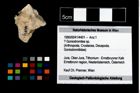 Foto (Objekt + Etikett) von ? Goniodromites sp.  (NHMW-GEO-1990-0041-4401)